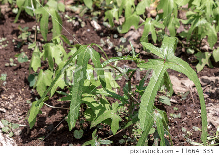 Hanaokra leaves, which produce the Neri paste used to make washi paper 116641335