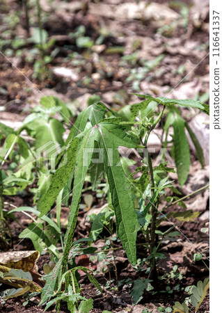 Tororo錦葵葉[花倉]產生練，被用作和紙的材料。 116641337