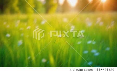 abstract blurred green grass field with wild flowers. soft elegant Nature background with delicate grane and soft lighting. for design, wallpaper, branding, presentations, promotional materials. High 116641589