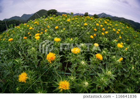 Safflower in full bloom 116641836