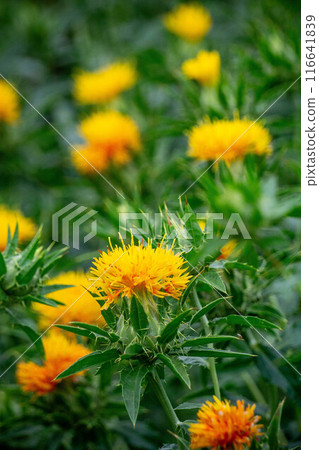 Safflower in full bloom 116641839