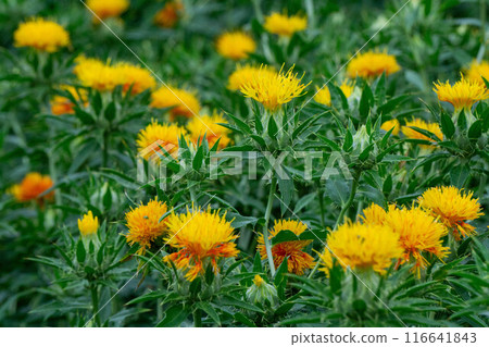 Safflower in full bloom 116641843