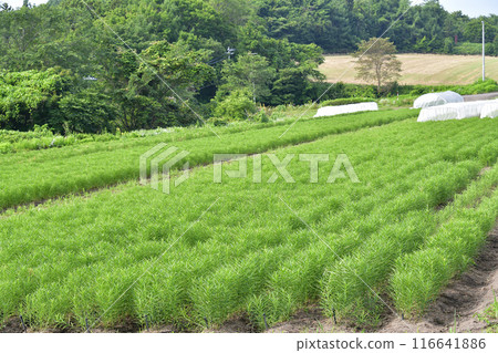 Photographing the lily root field scenery in Otobe, Hokkaido in summer Photographing the lily root field scenery in Otobe, Hokkaido in summer 116641886