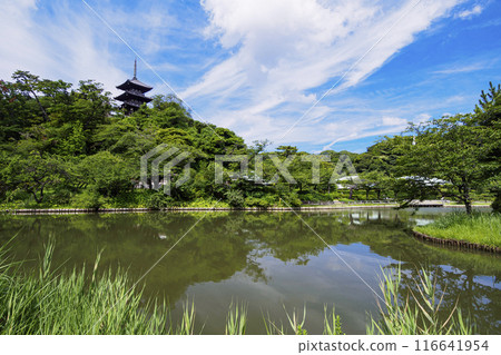 神奈川縣橫濱市本牧的風景名勝三溪園/三溪園的夏天 神奈川縣橫濱市本牧的風景名勝三溪園/三溪園的夏天 116641954
