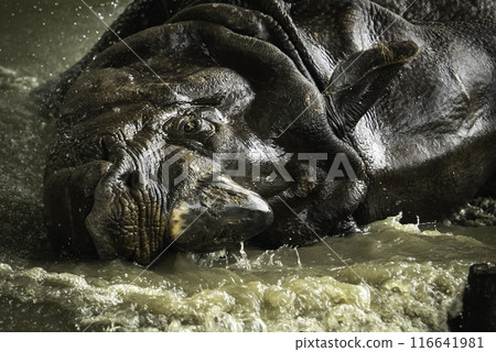 印度犀牛洗個澡 116641981