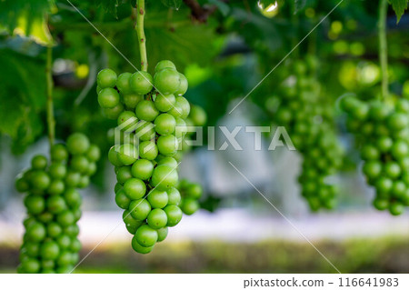grapes on the tree grapes on the tree 116641983