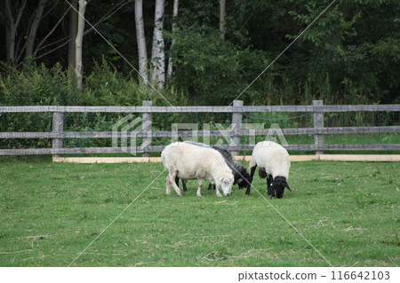 Sheep grazing scene_Hokkaido Sheep grazing scene_Hokkaido 116642103