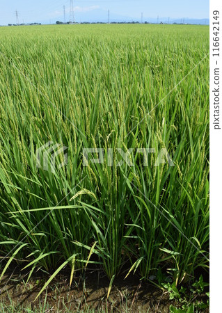 開始施肥的稻穗莊內大米 開始施肥的稻穗莊內大米 116642149