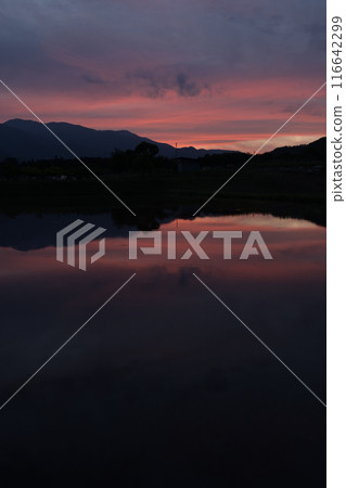 Rice fields reflecting the evening scenery Rice fields reflecting the evening scenery 116642299