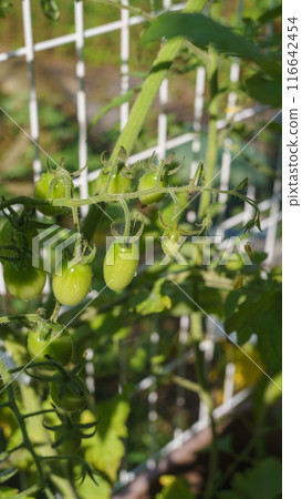 Unripe green cherry tomatoes | Home garden image 116642454