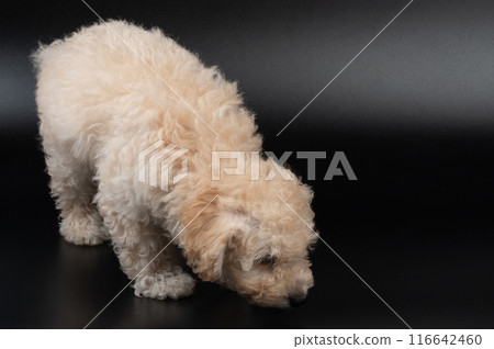 Small poodle puppy sniff Small poodle puppy sniff 116642460