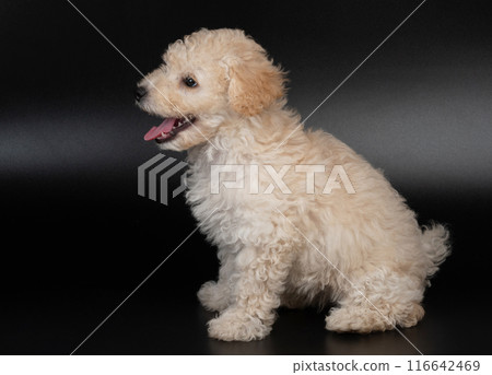 Profile portrait of poodle puppy 116642469