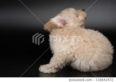Puppy dog skin allergy theme 116642472