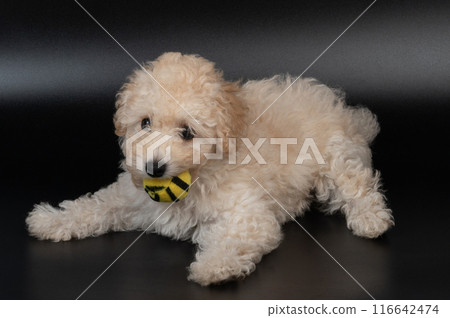 Poodle puppy with ball in mouth Poodle puppy with ball in mouth 116642474