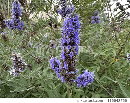 Chaste tree or chasteberry (lat.- Vitex agnus-castus) 116642766