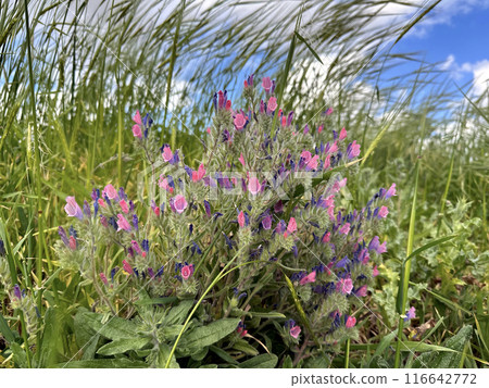 Flowering Judean viper's bugloss (lat.- Echium judaeum) Flowering Judean viper's bugloss (lat.- Echium judaeum) 116642772