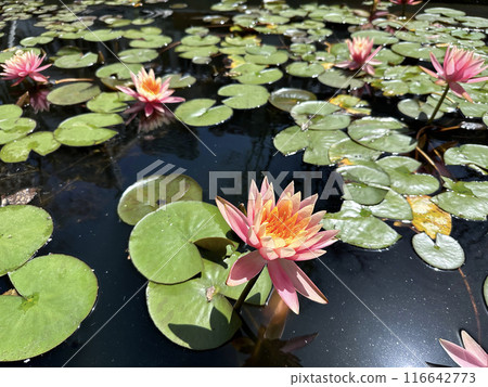 Flowering pink lotus closeup (Lat. - nymphaea caerulea) Flowering pink lotus closeup (Lat. - nymphaea caerulea) 116642773