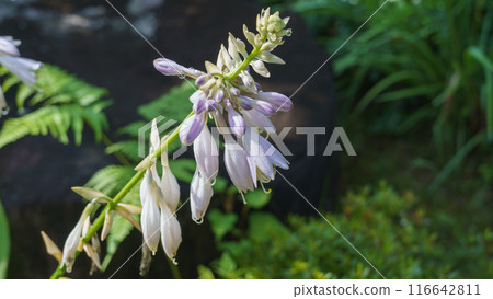 玉簪花 116642811