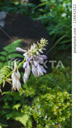 hosta flower hosta flower 116642812