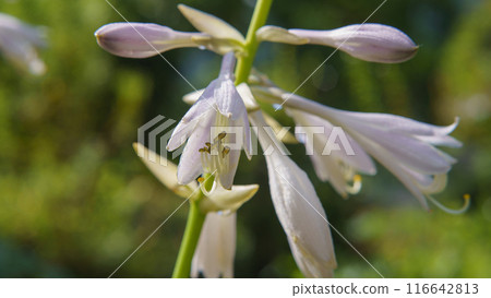 玉簪花 玉簪花 116642813