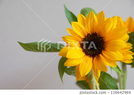 向日葵 116642969