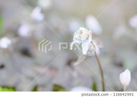 Elegant Yukiwariichige flower 116642991