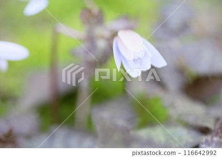 優雅的雪割一枝花 116642992