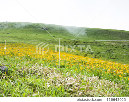 山肩周圍盛開的黃花菜（2024） 116643023