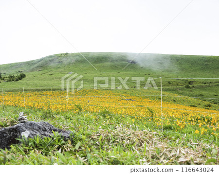 Day lilies blooming around the shoulder of Kurumayama (2024) 116643024