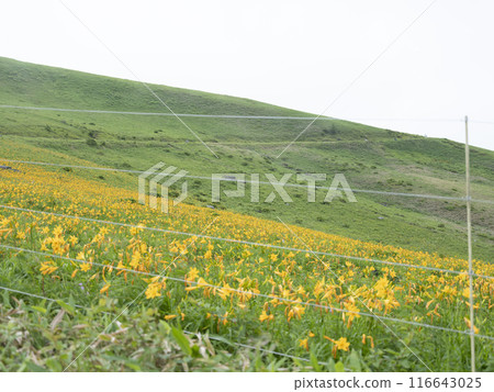 Day lilies blooming around the shoulder of Kurumayama (2024) 116643025
