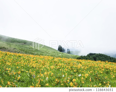 山肩周圍盛開的黃花菜(2024) 山肩周圍盛開的黃花菜(2024) 116643031