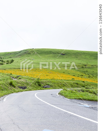 Day lilies blooming around the shoulder of Kurumayama (2024) 116643040