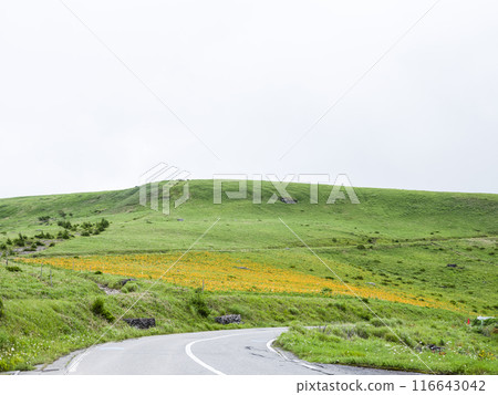 Day lilies blooming around the shoulder of Kurumayama (2024) Day lilies blooming around the shoulder of Kurumayama (2024) 116643042