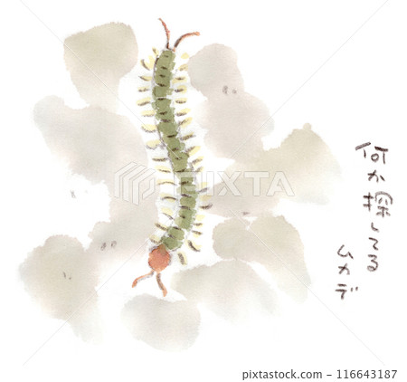 Watercolor illustration of a familiar creature, a centipede 116643187
