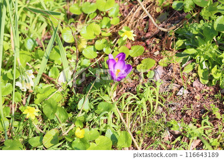 清爽的番紅花花 116643189