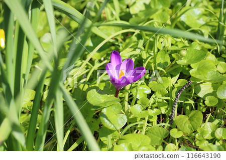 Refreshing Crocus Flowers 116643190
