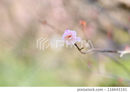 Pure plum blossom 116643191