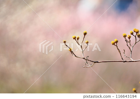 Cute Cornus officinalis flowers 116643194