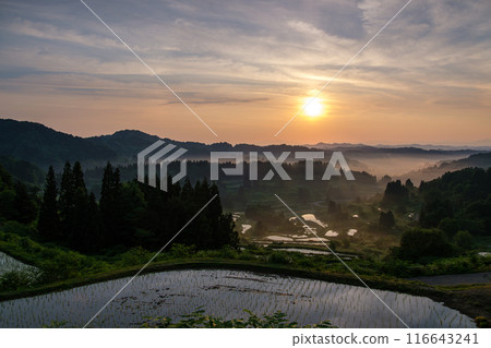 Shining rice terrace 116643241