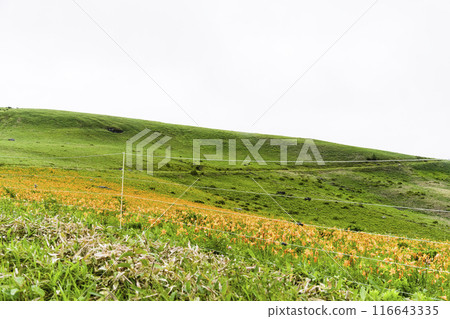山肩周圍盛開的黃花菜（2024） 116643335