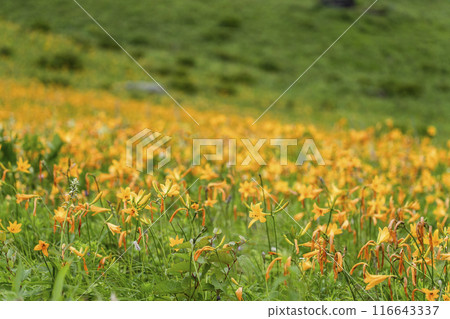 山肩周圍盛開的黃花菜（2024） 116643337