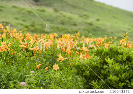 Day lilies blooming around the shoulder of Kurumayama (2024) 116643371