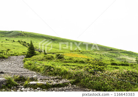 Day lilies blooming around the shoulder of Kurumayama (2024) 116643383