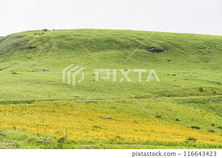 山肩周圍盛開的黃花菜(2024) 山肩周圍盛開的黃花菜(2024) 116643423