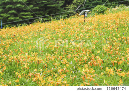 霧峰高原上盛開的黃花菜（2024年） 116643474