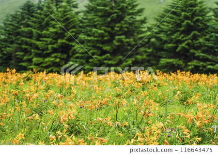霧峰高原上盛開的黃花菜（2024年） 116643475