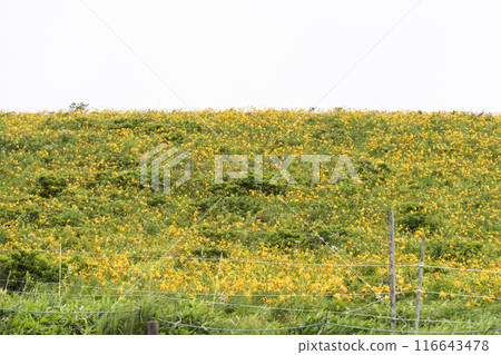Day lilies blooming on the Kirigamine Plateau (2024) 116643478