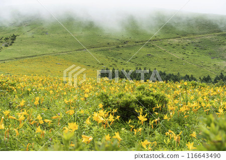 Day lilies blooming on the Kirigamine Plateau (2024) 116643490