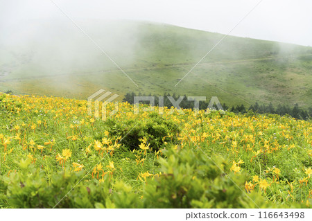 霧峰高原上盛開的黃花菜(2024年) 霧峰高原上盛開的黃花菜(2024年) 116643498