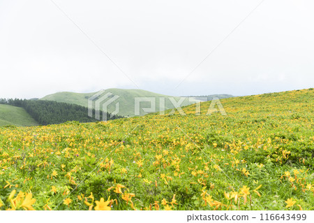 Day lilies blooming on the Kirigamine Plateau (2024) Day lilies blooming on the Kirigamine Plateau (2024) 116643499
